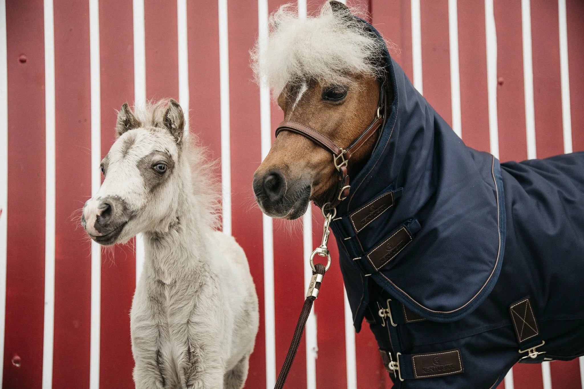 Turnout Rug All Weather Waterproof Pro 300g Tiny